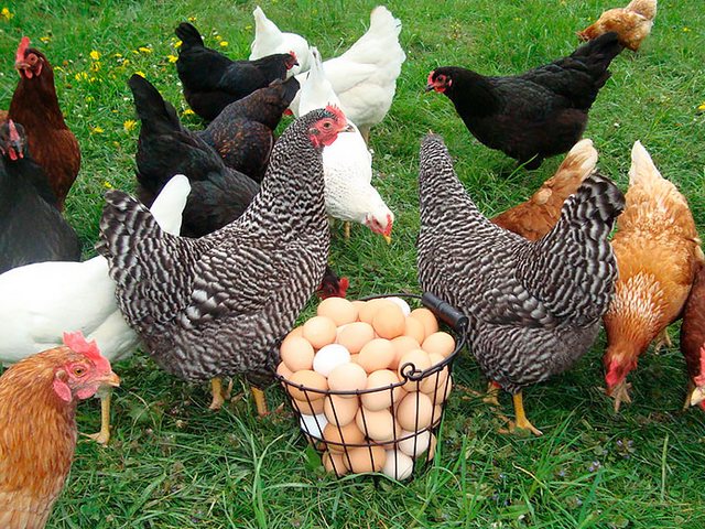 Содержание кур и уход за ними | ЗооТом - продажа, вязка и услуги для животных в Хасавюрте