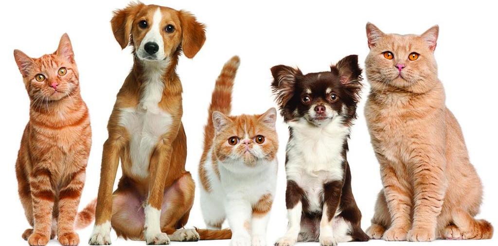 Доска объявлений о животных | ЗооТом - продажа, вязка и услуги для животных в Хасавюрте
