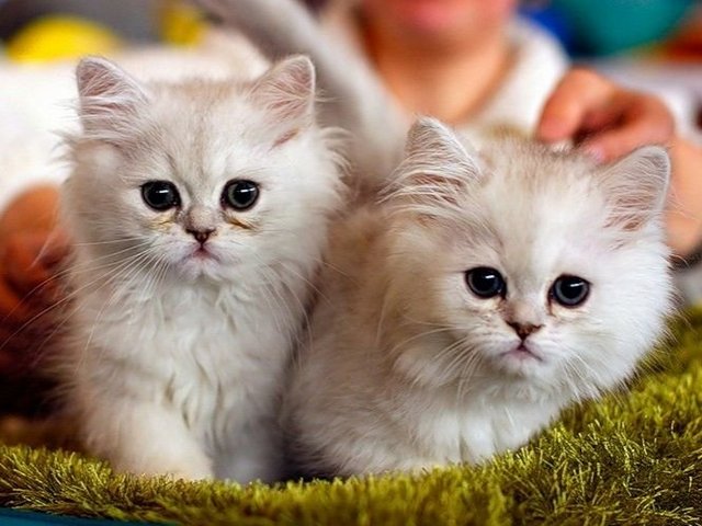 Породы кошек в Хасавюрте | ЗооТом портал о животных
