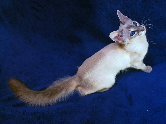 Выведенные породы кошек в Хасавюрте | ЗооТом портал о животных