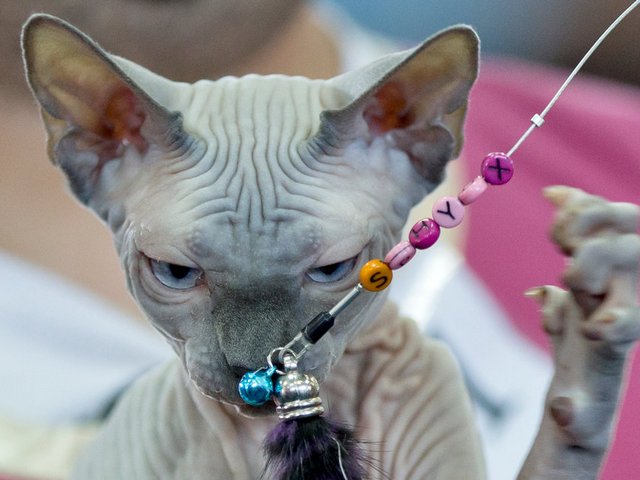 Выставки кошек в Хасавюрте | ЗооТом портал о животных