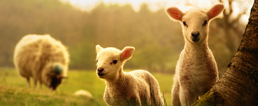 Объявления о сельскохозяйственных животных | ЗооТом - продажа, вязка и услуги для животных в Хасавюрте