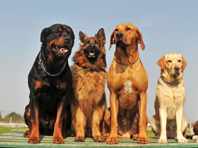 Крупные породы собак в Хасавюрте | ЗооТом портал о животных