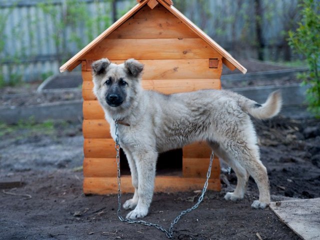 Все о собаках в Хасавюрте Все о собаках в Хасавюрте